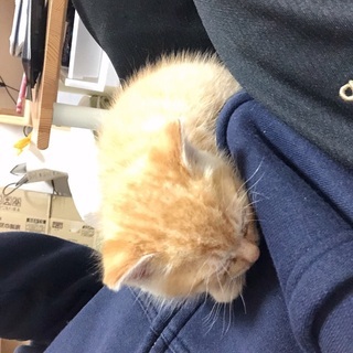 ちゃとらのこねこ