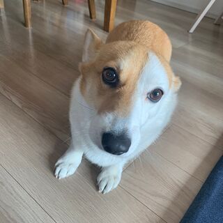 コーギー3歳１ケ月女の子譲ります
