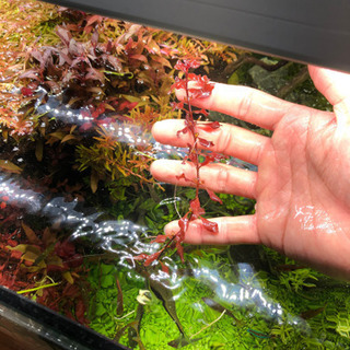 水草好きなだけどうぞ17日までの画像