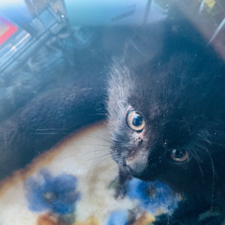 仔猫の里親さま募集。即日お渡しします。