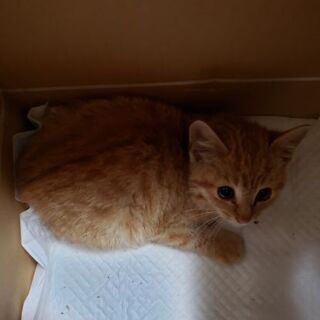 この寒いなか捨てられてるのを保護