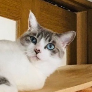２.5兄弟　育てやすい大人 ラグ系短毛、白黒猫