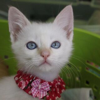 ブルーアイの可愛いこめこちゃん - 猫