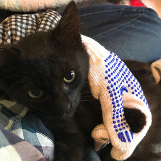 黒猫3兄妹の（女の子）里親さんがが決まりました