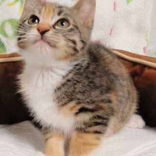 ミケちゃん里親決定