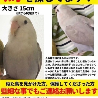 コザクラインコを探しています