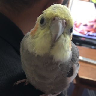 オカメインコ（迷子）探してます！
