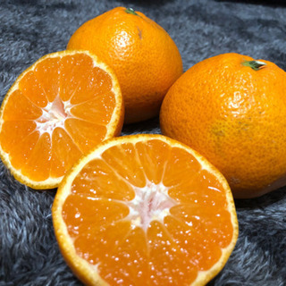 訳あり早生ミカンの画像