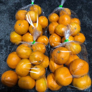 訳あり早生ミカン