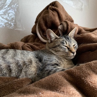 保護猫の里親募集