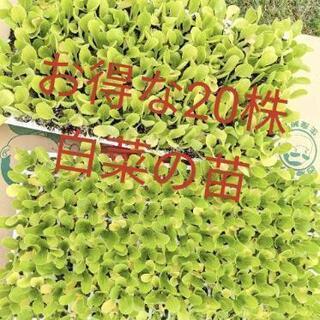 白菜の苗 20株セット