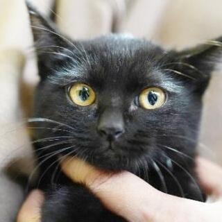 生後約2.5ヶ月の女の子  幸運を呼ぶ黒猫かぎしっぽちゃん