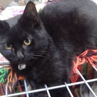 11月15日(日)三鷹で猫の譲渡会💓黑猫女の子生後4ヶ月 福を呼...
