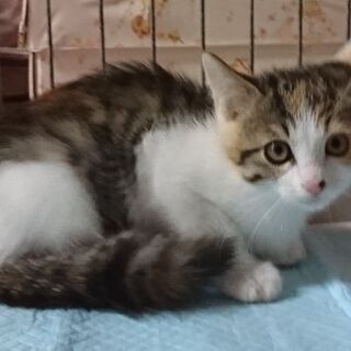 11月15日(日)三鷹で猫の譲渡会💓みけちゃん生後２ヶ月 完璧な...