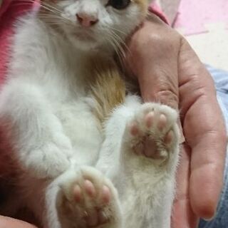 11月15日(日)三鷹で猫の譲渡会💓ぼくちゃん 生後２ヶ月男の子...