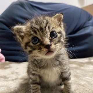 子猫の里親さん募集しております。