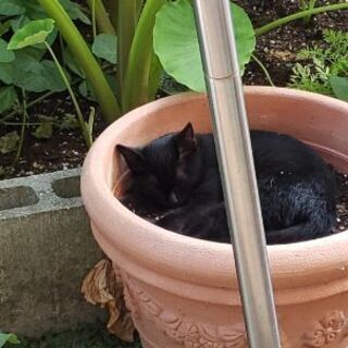 黒猫(子猫) 大切に育ててくれる方探してます