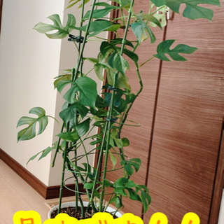 とてもⓒⓤⓣⓔなモンステラ🌿