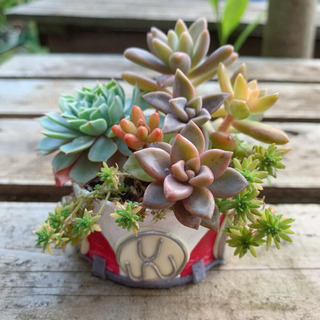 多肉植物 寄せ植え ♡ワーゲンリメイク缶寄せ♡ 植物苗