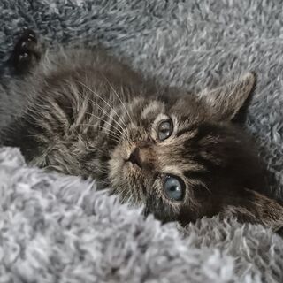 保護した子猫の里親募集