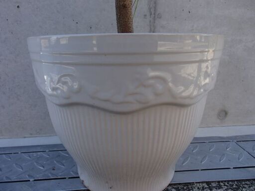 オリーブの木（Ｂ）　白陶器鉢