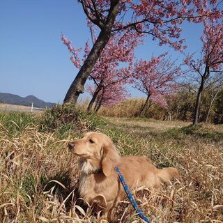 犬🐩好きな方と繋がりたいです！ − 島根県