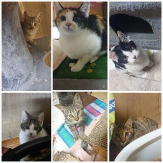 生後１ヶ月～３ヶ月未満程の子猫(６匹)