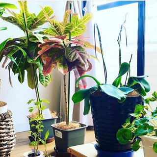ご自宅不在中の植物、お預かりします！