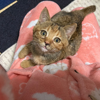 トライアル中にて、一旦募集中止しています。麦わらちゃん3ヶ月位女の子
