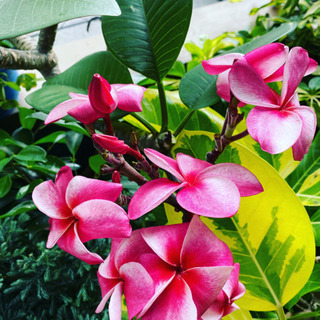 初めてのフラ🌺