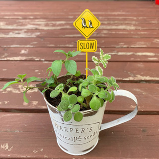 ♡ハーブの寄せ植え♡ 植物苗 ミント ハーブ ブリキ鉢 ①