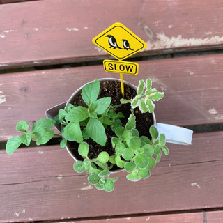 ♡ハーブの寄せ植え♡ 植物苗 ミント ハーブ ブリキ鉢 ①の画像