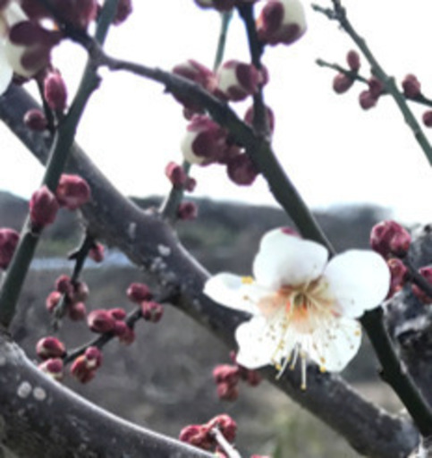 植木　庭木　お正月　掘り出し梅苗（冬至）
