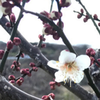 植木　庭木　お正月　掘り出し梅苗（冬至）