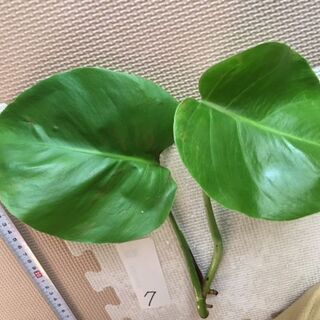 【引越の為に整理してます】【７／２枚葉モンステラ】お部屋のｲﾝﾃ...