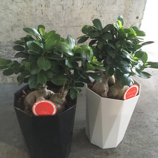 観葉植物　ガジュマル