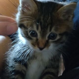 迷い猫　保健所に確認済み（飼い主なし）