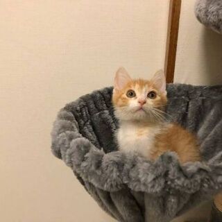 11月15日(日)三鷹で猫の譲渡会💓沖縄から来たよ！生後２ヶ月の...