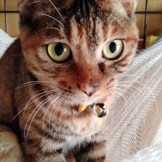 11月15日(日)三鷹で猫の譲渡会💓サビ系キジトラ  女の子 生...