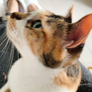 生後6歳の三毛猫のメス