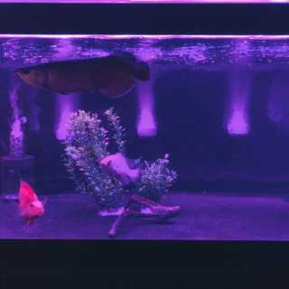 1200アクリル水槽フルセット