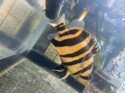 ダトニオ　極美個体