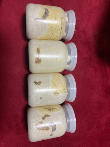 ババオウゴンオニ　CBF1　幼虫　4頭セット