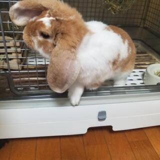 ロップイヤー