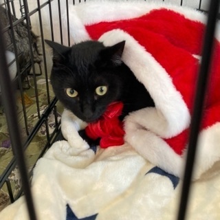 11/23(祝)【動物病院でのほご猫譲渡会】