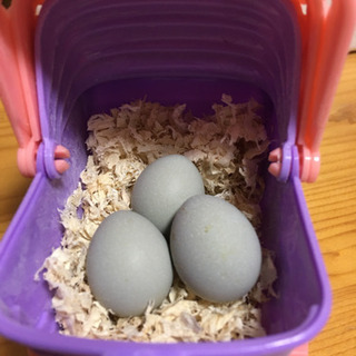 ヒメウズラ(姫うずら)の孵化用有精卵１個１５０円〜販売しています！ − 大分県