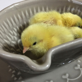 ヒメウズラ(姫うずら)の孵化用有精卵１個１５０円〜販売しています！ - ペット
