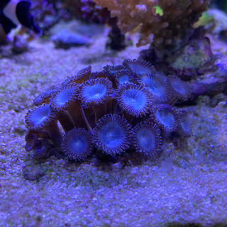 マメスナギンチャク　サンゴ