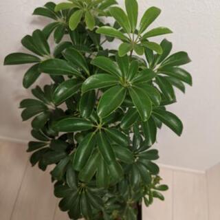 観葉植物 シェフレラ ホンコン