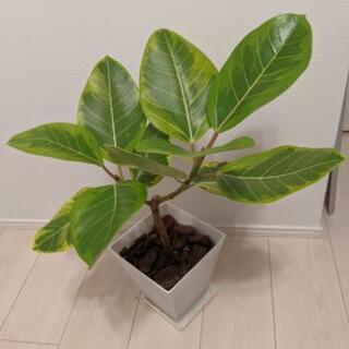 観葉植物 フィカス アルテシマ